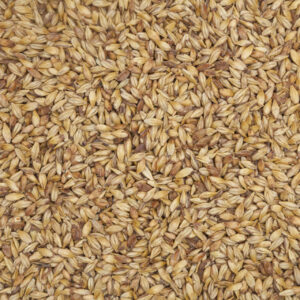 Barley