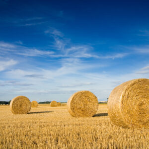 Hay