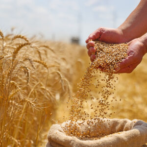 Wheat